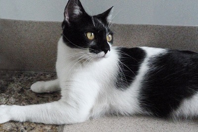 #PraCegoVer: Fotografia da gata Rosinha. Ela tem as cores branco e preto. Seus olhos são amarelos.